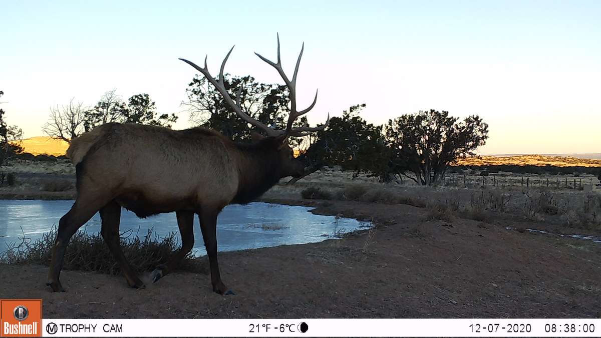New Mexico Hunting Tags and Licenses Navajo Outdoors